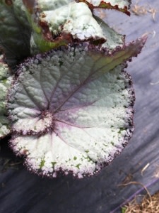 Ball Ingenuity and Ball FloraPlant Varieties Recognized at Penn State Trials