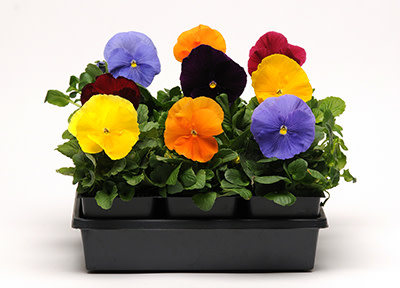 Success With Fall Pansy Crops