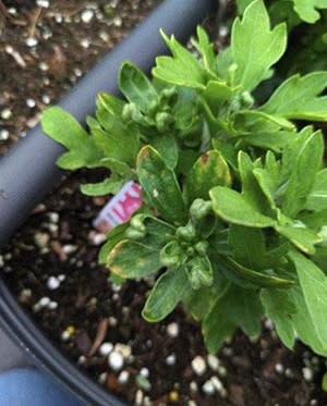 Crown Bud Management + Mum Nutrition