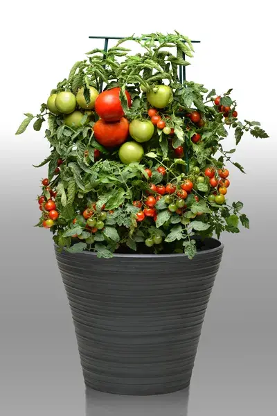 Take 2 Combo - Action