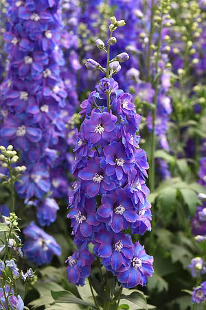 Cut Flowers index photo