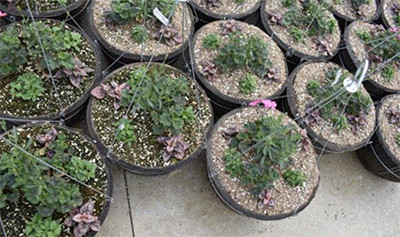 hanging baskets with small-sized plants in the center