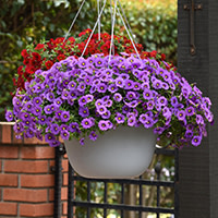 Register Now To Visit Ball Seed Customer Days