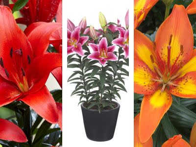 Pro Tips on Hybrid Potted Lilies