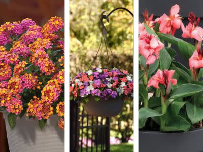 New Annuals for 2024