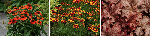Three photo panel of perennials - coneflower, tickseed, coral bells