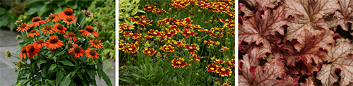 Three photo panel of perennials - coneflower, tickseed, coral bells