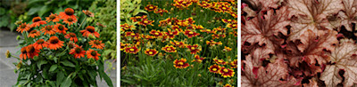 Order These Top Perennials Now for 2024 Spring Sales