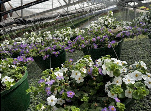 hanging baskets