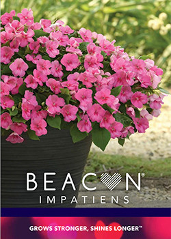 Beacon Impatiens Brochure