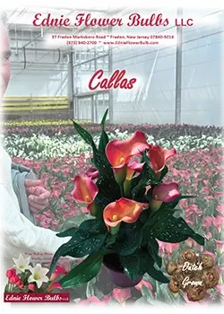 Callas Ednie Flower Bulbs