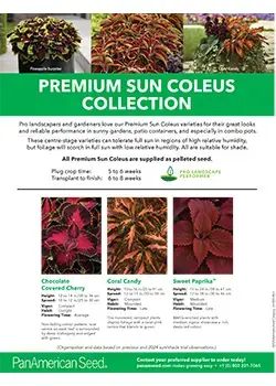 PanAmerican Seed Coleus