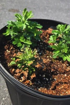 A black pot showing young mum shoot growth.