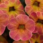 PANTONE Color of the Year 2024: Peach Fuzz