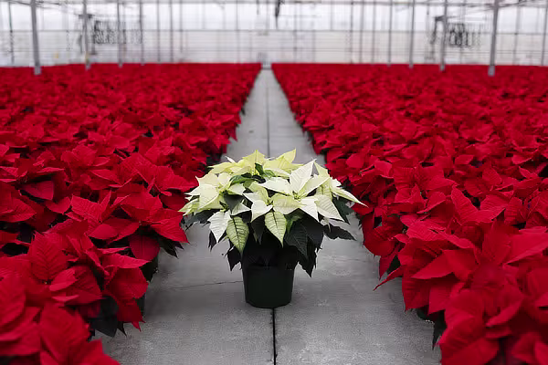 A white poinsettia in a greenhouse aisle of red poinsettias
