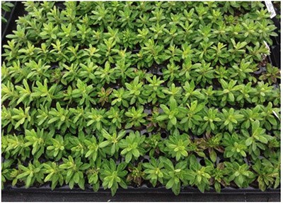 A tray of small liners