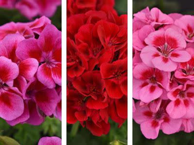 Spring Geraniums: Order Now