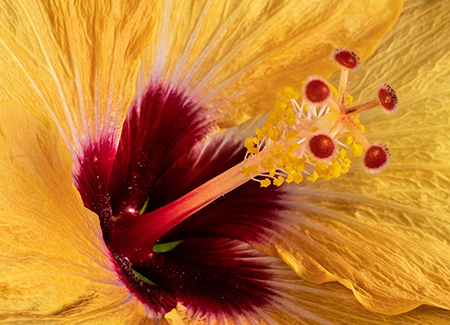 Ball® Horticultural Company Expands Its Tropical Portfolio Through Acquisition of Aris® Horticulture’s Tradewinds® Hibiscus and Selected Tropical Commercial Business