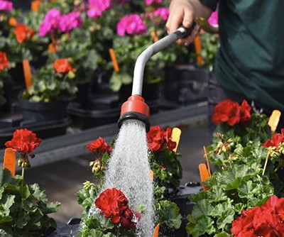 Watering geraniums with a hand wand and hose