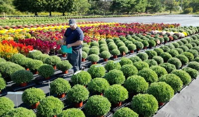 A worker in a field trial of colorful plants