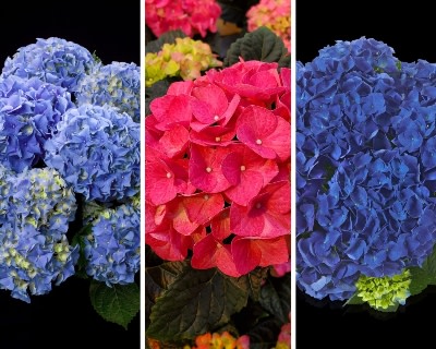Dormant Hydrangea Ordering Time (Video)