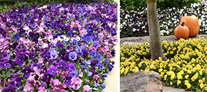Plants to love for Fall