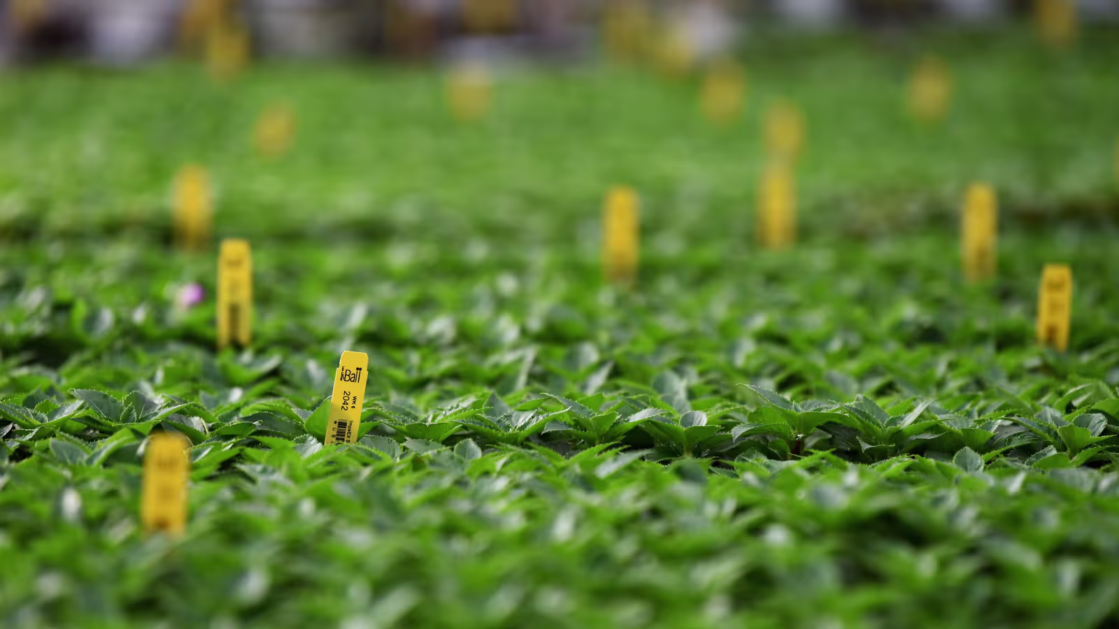 Ball Seed is Your Partner