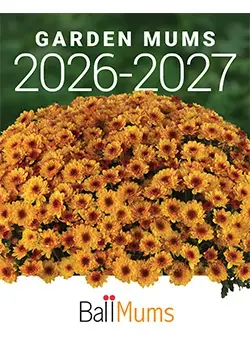 2026-2027 Garden Mums