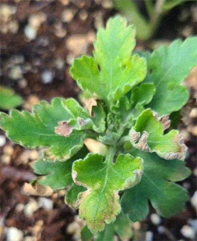 Garden mum leaves under summer heat stress