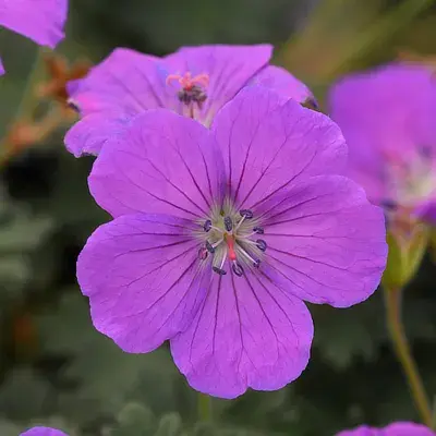 Geranium Purple Glow
