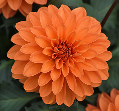 The Sky’s the Limit with Selecta One New Intros