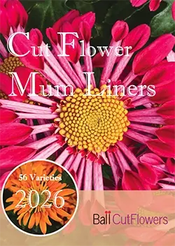 2026 Cut Flower Mum Liners