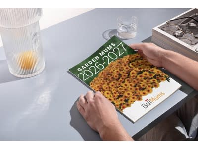 2026 Ball Mums Catalog is Now Available