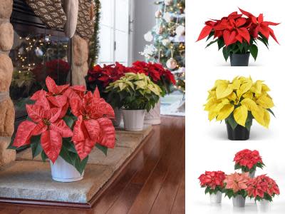Poinsettias collage