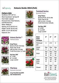 Celosia Guide 2024