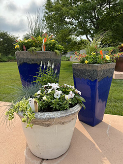Two tall, blue containers showcased mixed plants behind a shorter round planter with white and green flowers.