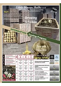 Growing Schedule Interrupted Cooled Nellie White Lily