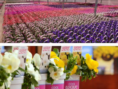 What’s Up with Wave Petunias in 2024