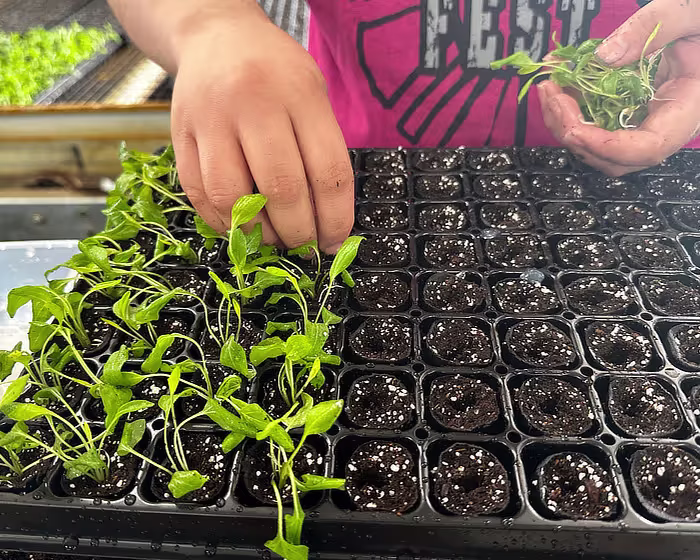 A hand is sticking TC liners into a tray.