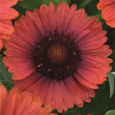 Gaillardia Spintop Red bloom