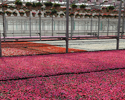 Using the Impatiens Downy Mildew Guidelines
