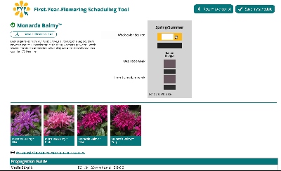 Flowers and text appear on a page for an interactive web tool