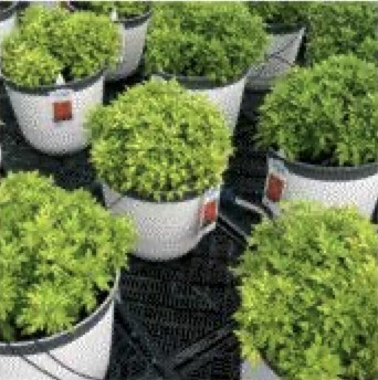 Containers ready for retail but with chlorotic coloring.
