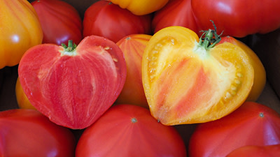 2024 New Varieties With Burpee