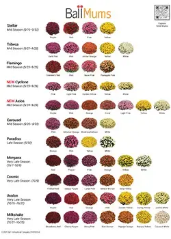 2026 Ball Mum Families