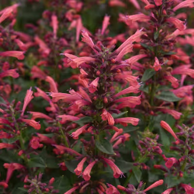 home_slide_aga23-31179