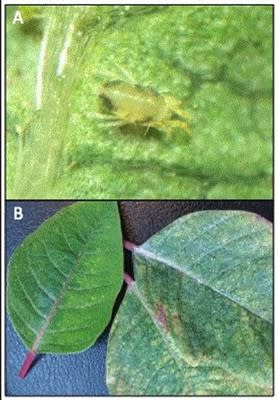 A green Lewis mite on a leaf with a second photo of foliage undersides for scouting