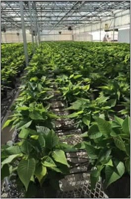 A greenhouse filled with green bracts of poinsettias.