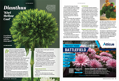 The magazine pages of GPN magazine september issue, the Kiwi Mellow Cool green ball dianthus is featured.