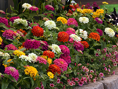 Meet Plant-Shopper Demand With Zesty Zinnia